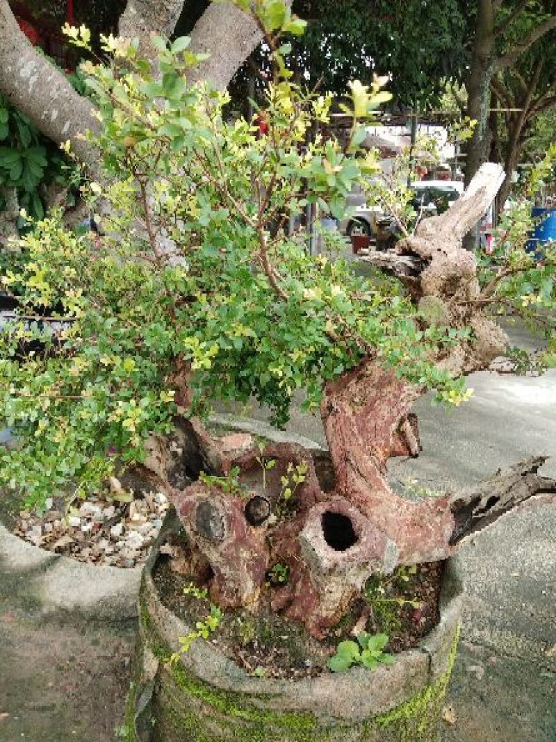 红伢雀舌三叶轮生赤楠