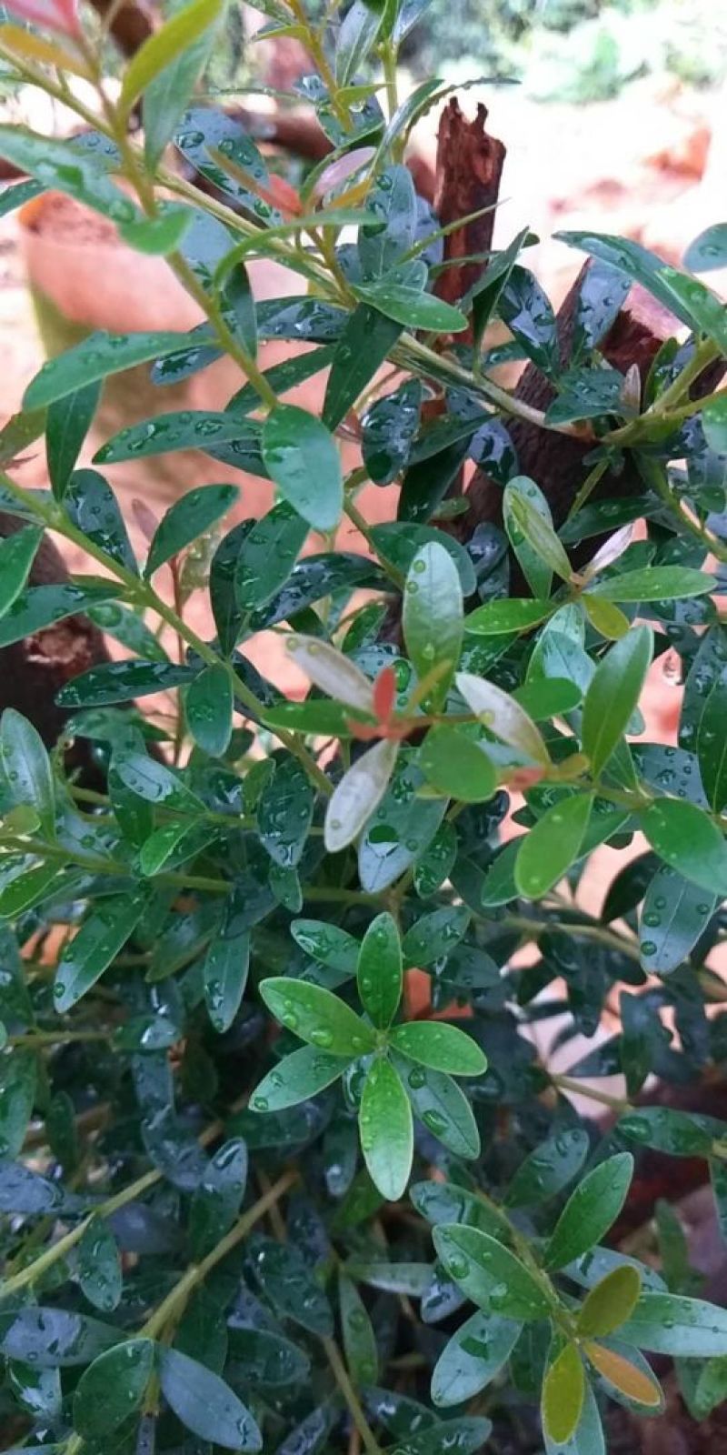 红伢雀舌三叶轮生赤楠