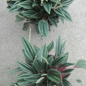 西瓜皮椒草红