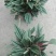 西瓜皮椒草红