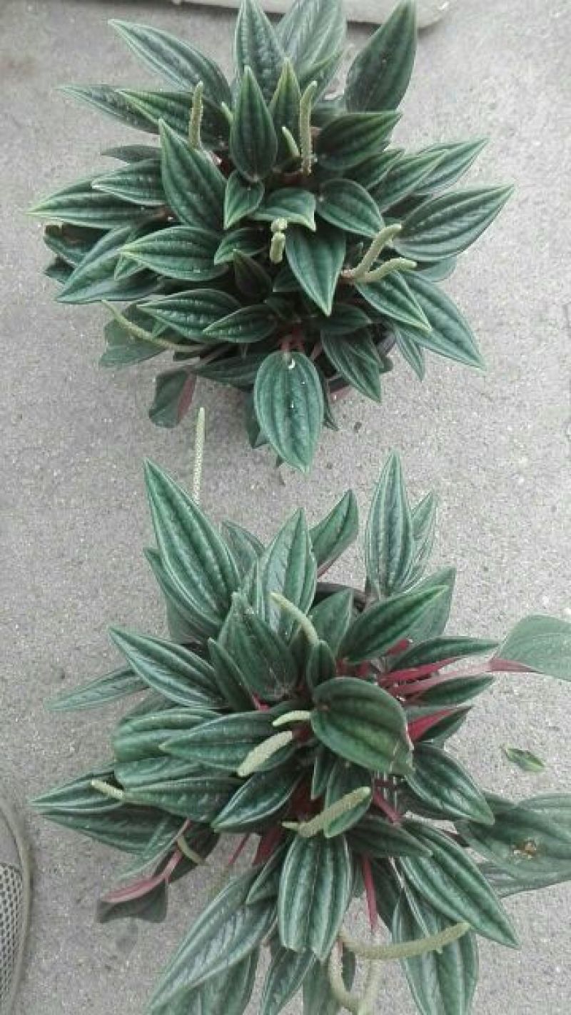 西瓜皮椒草红