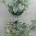 西瓜皮椒草红