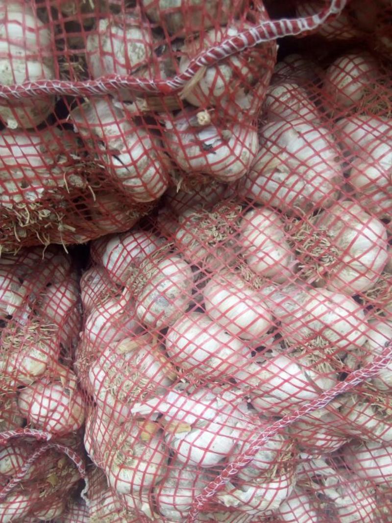 【电联】河北省大名县紫红皮优质大蒜，蒜种，毛蒜，净蒜大量供应