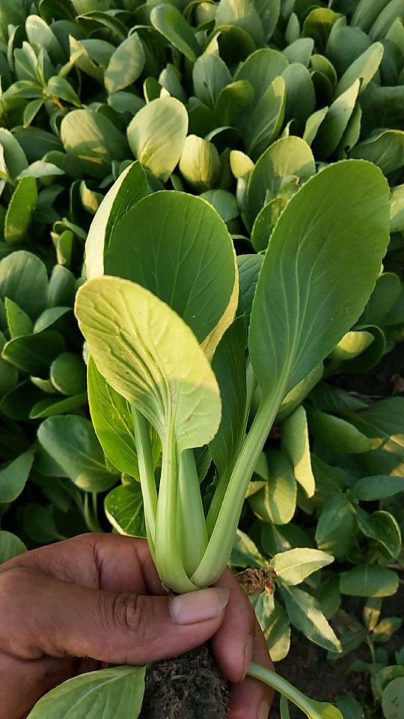 【牛商推荐】精品安徽上海青叶菜万亩大棚种植基地一手货源