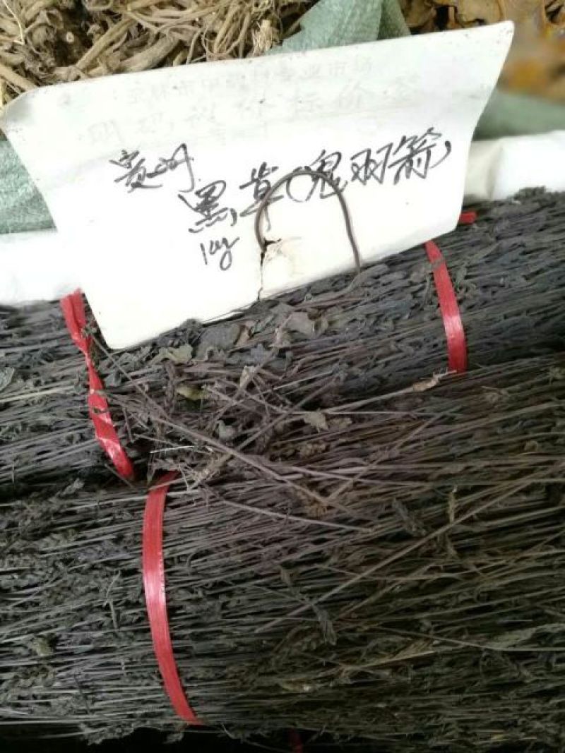 鬼羽箭中药材鬼羽箭黑草克草黑骨草羽箭