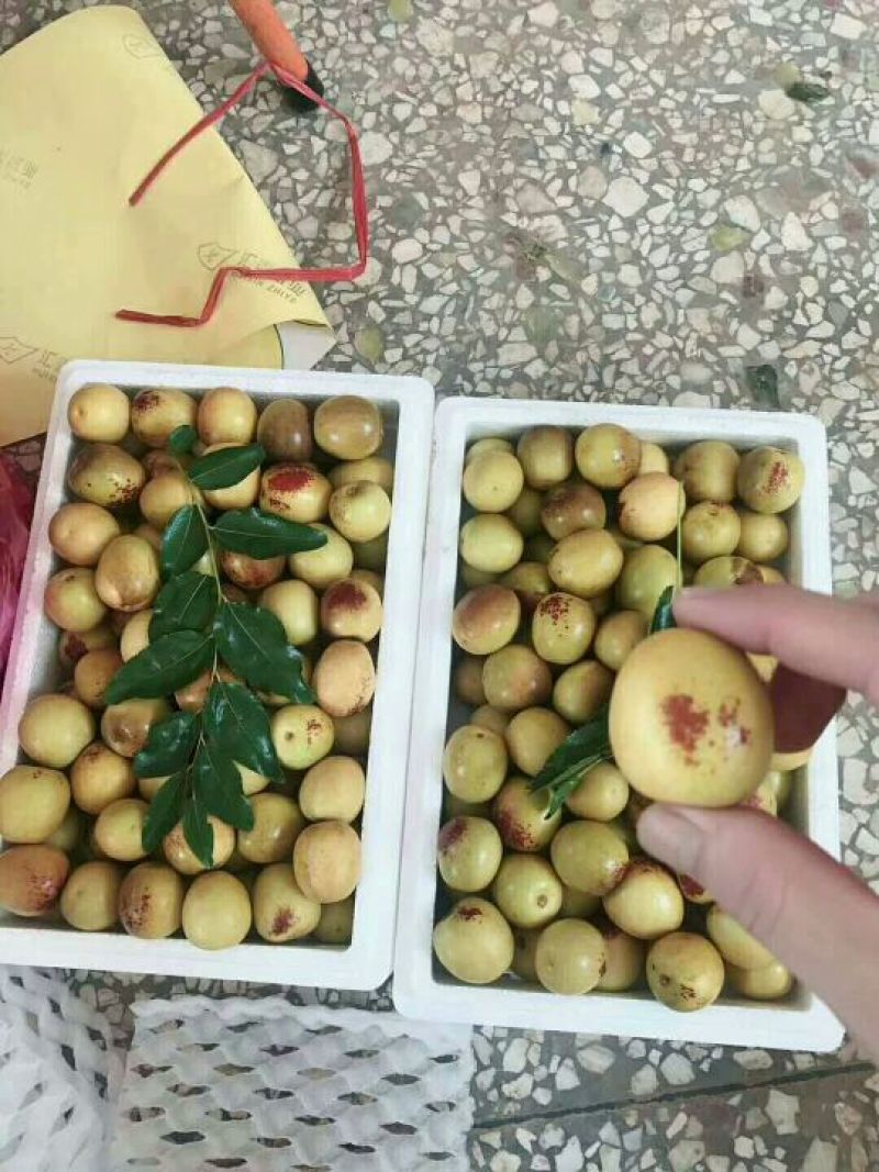 陕西冬枣/大荔冬枣！自家种植/产地直发/支持一件代发