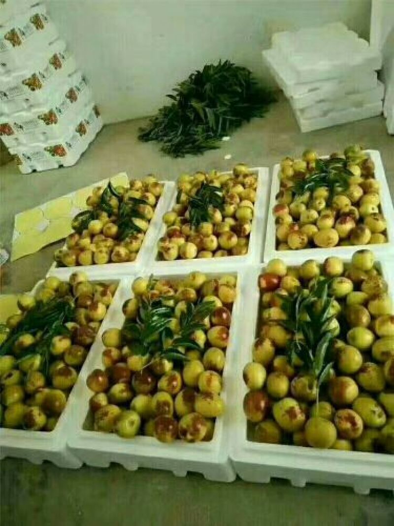 陕西冬枣/大荔冬枣！自家种植/产地直发/支持一件代发