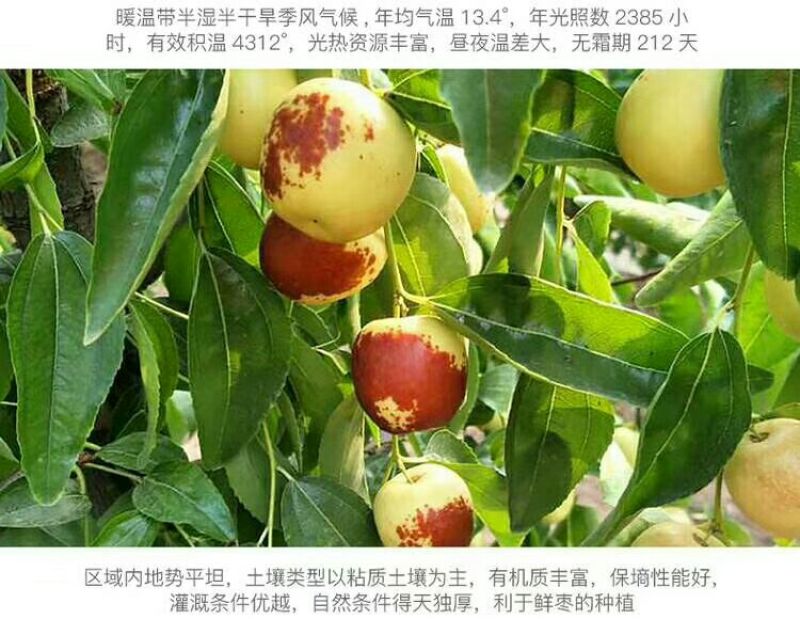 陕西冬枣/大荔冬枣！自家种植/产地直发/支持一件代发