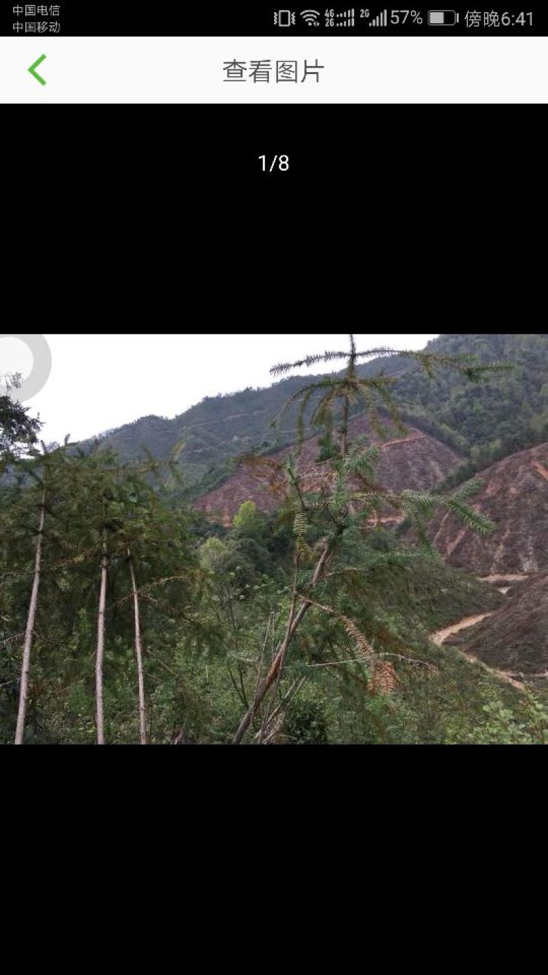 437亩林地出租