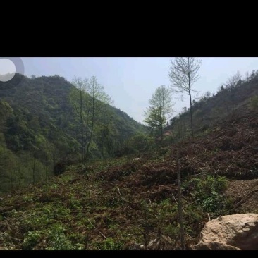4000亩林地转让