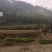 1500林地出租