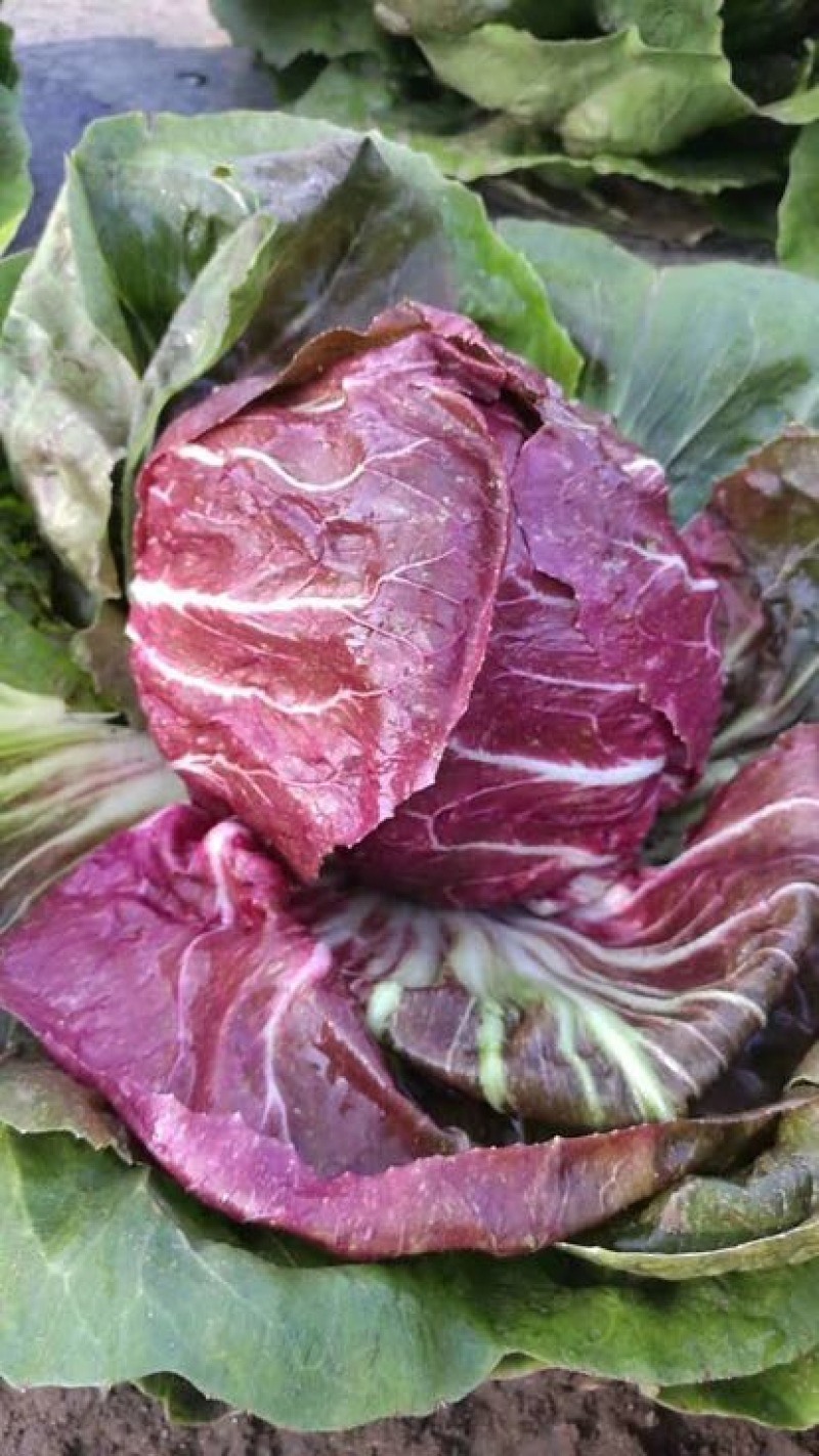 结球菊苣，紫菊，精品，小郭特菜
