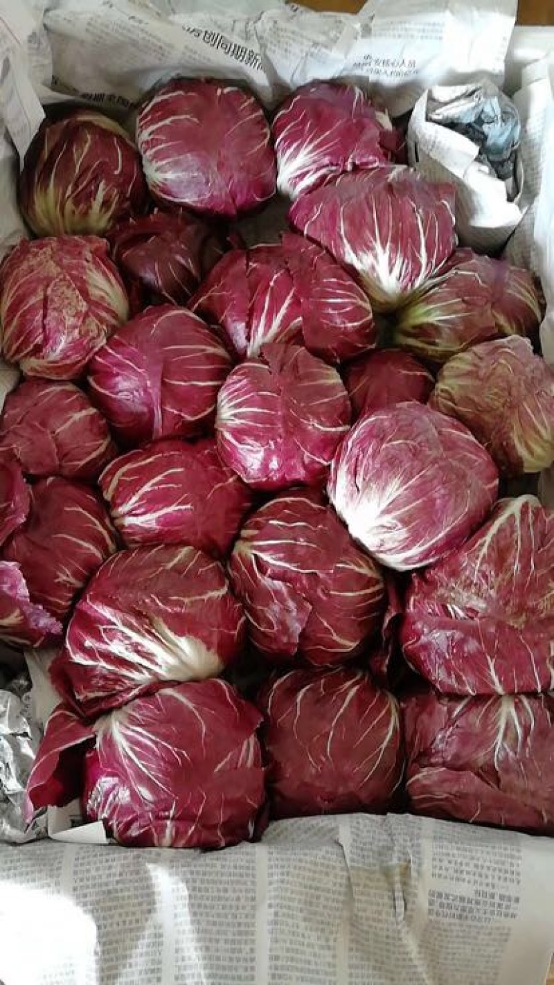 结球菊苣，紫菊，精品，小郭特菜