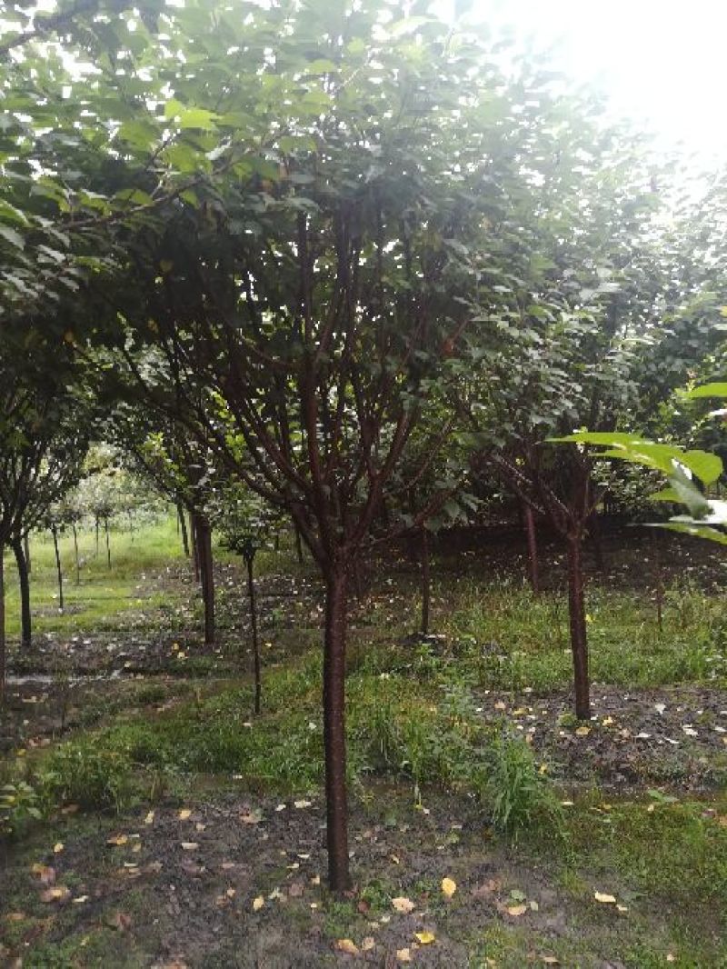 樱花树4cm以下