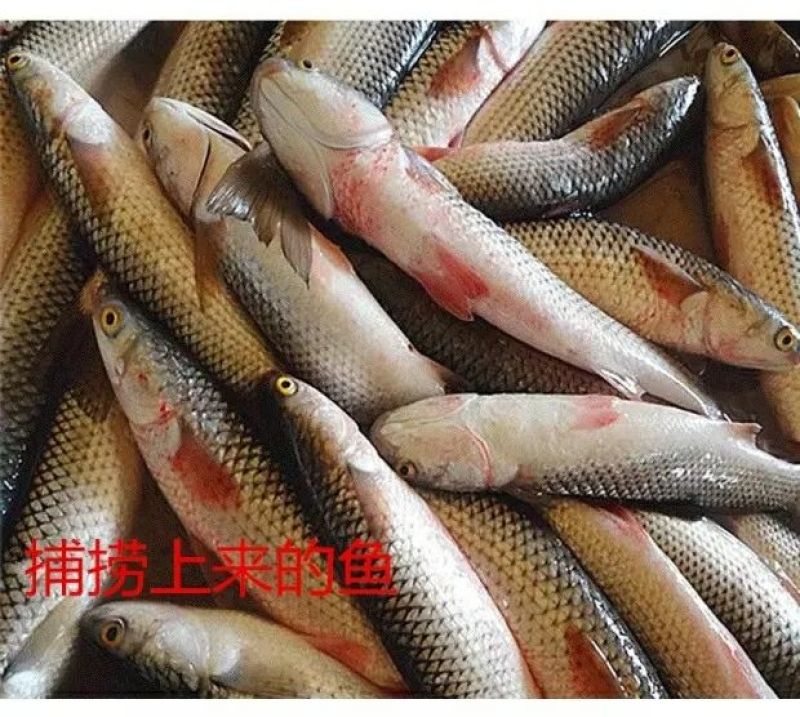 湖南干鱼火焙鱼烟熏鱼干