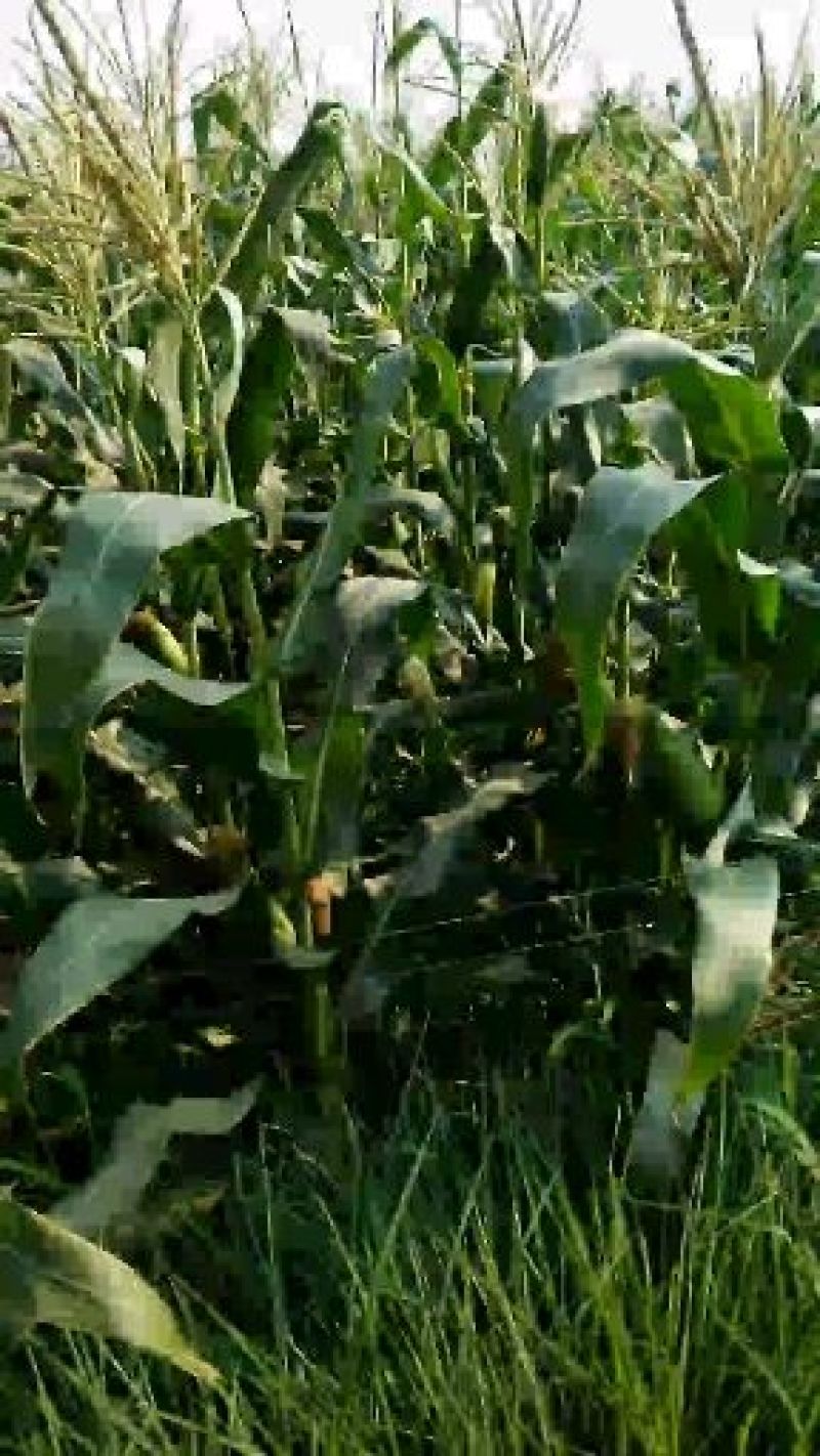 白糯玉米万糯2000鲜玉米