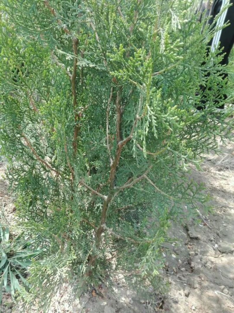 侧柏苗批发价格龙柏苗育苗基地绿化用苗