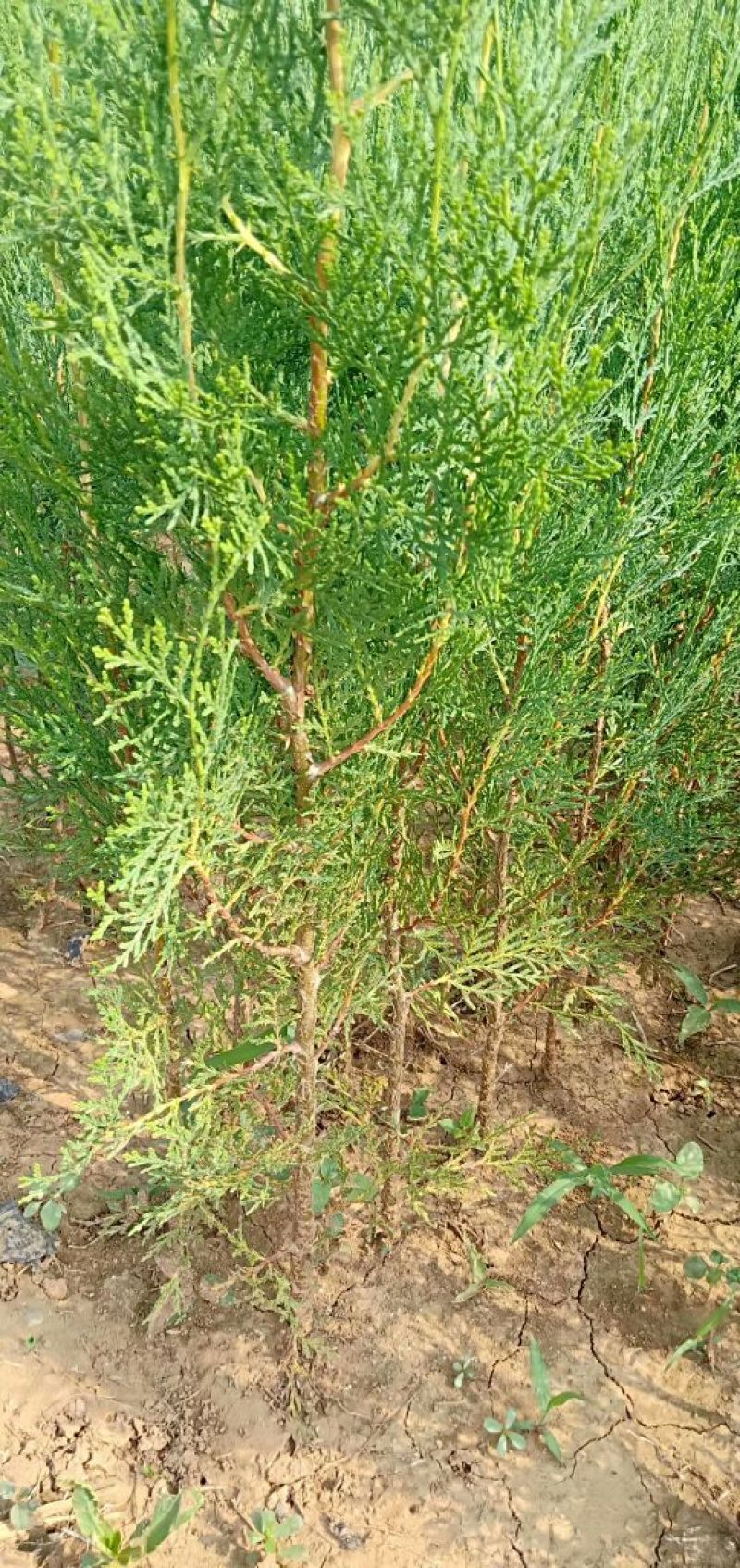 侧柏苗批发价格龙柏苗育苗基地绿化用苗