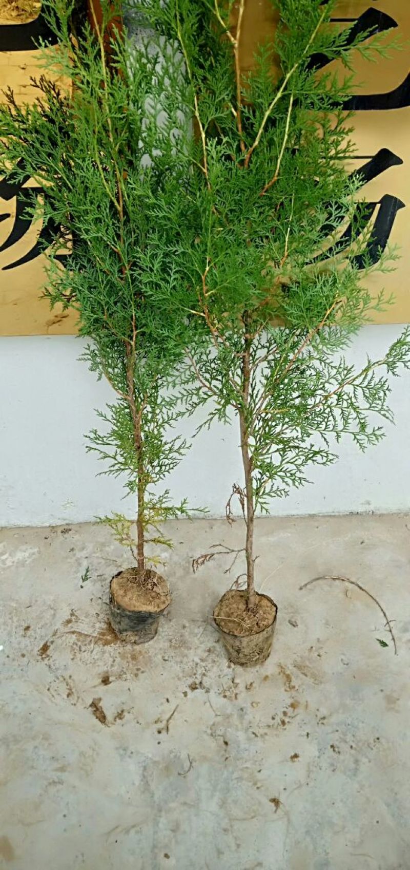 侧柏苗批发价格龙柏苗育苗基地绿化用苗