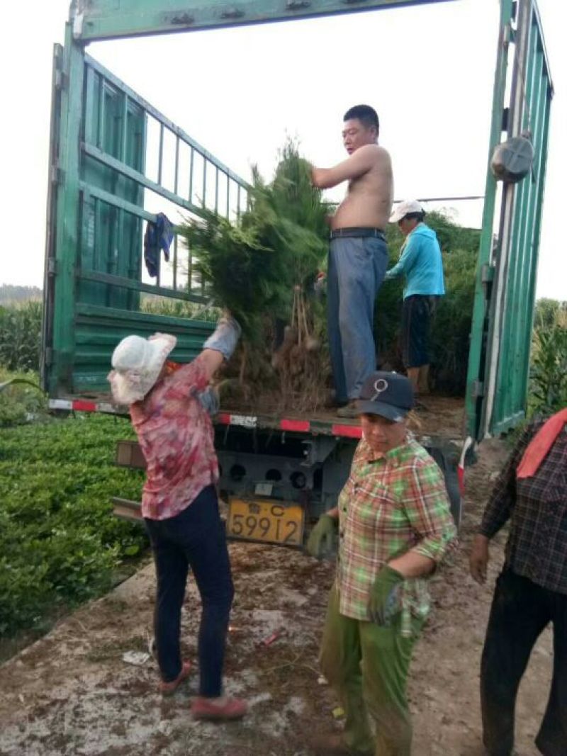 侧柏苗批发价格龙柏苗育苗基地绿化用苗