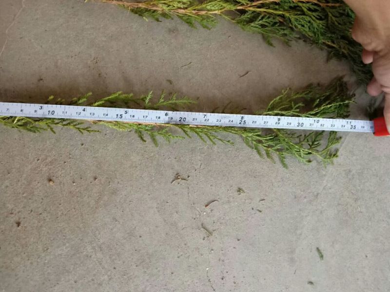 侧柏苗批发价格龙柏苗育苗基地绿化用苗