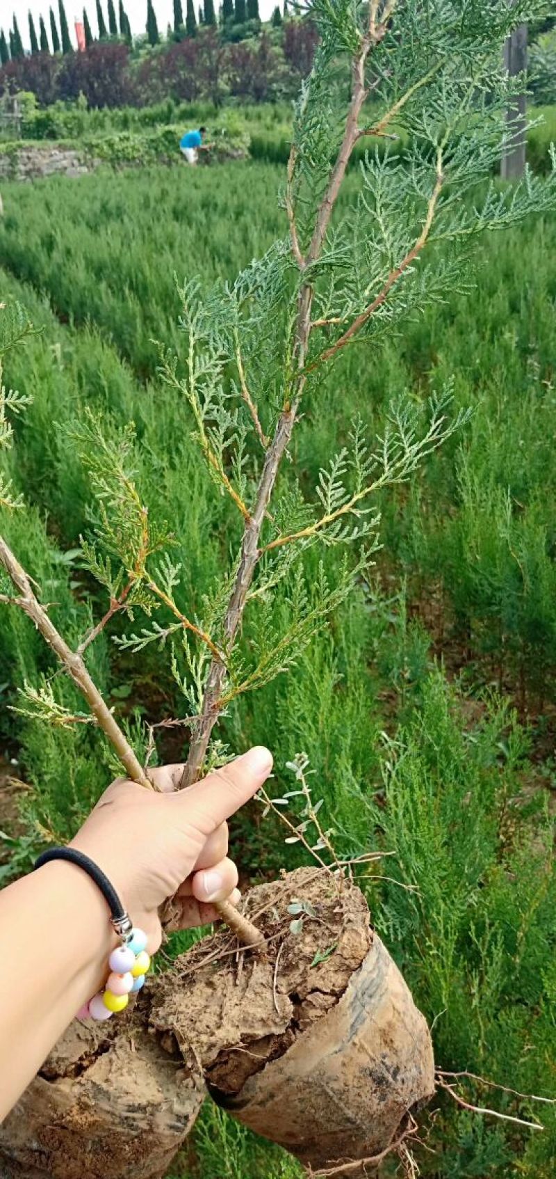 侧柏苗批发价格龙柏苗育苗基地绿化用苗