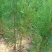 侧柏苗批发价格龙柏苗育苗基地绿化用苗