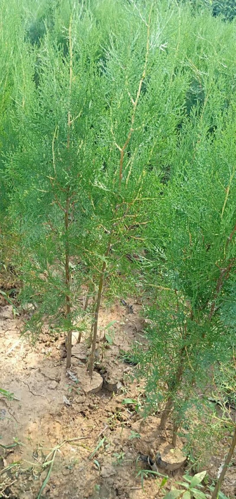 侧柏苗批发价格龙柏苗育苗基地绿化用苗