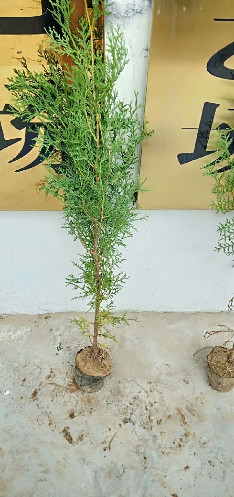 侧柏苗批发价格龙柏苗育苗基地绿化用苗
