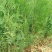 侧柏苗批发价格龙柏苗育苗基地绿化用苗