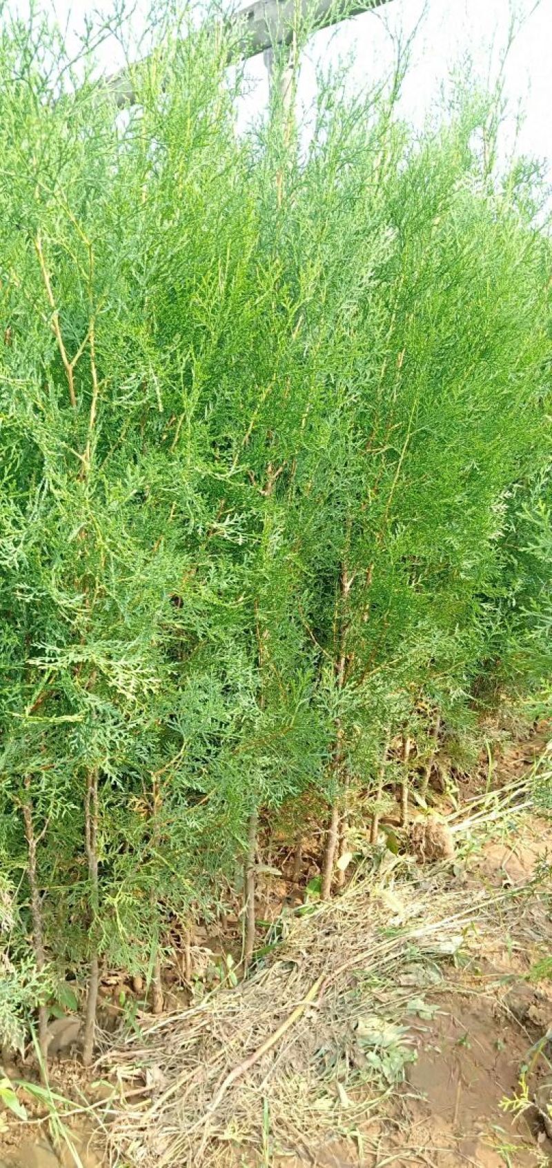 侧柏苗批发价格龙柏苗育苗基地绿化用苗