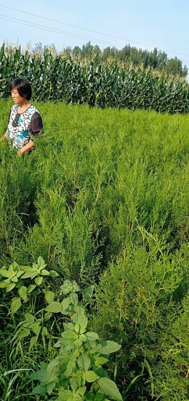 侧柏苗批发价格龙柏苗育苗基地绿化用苗