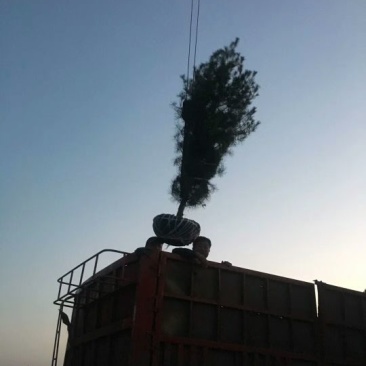 基地大量供应各种规格的白皮松，营养杯小苗