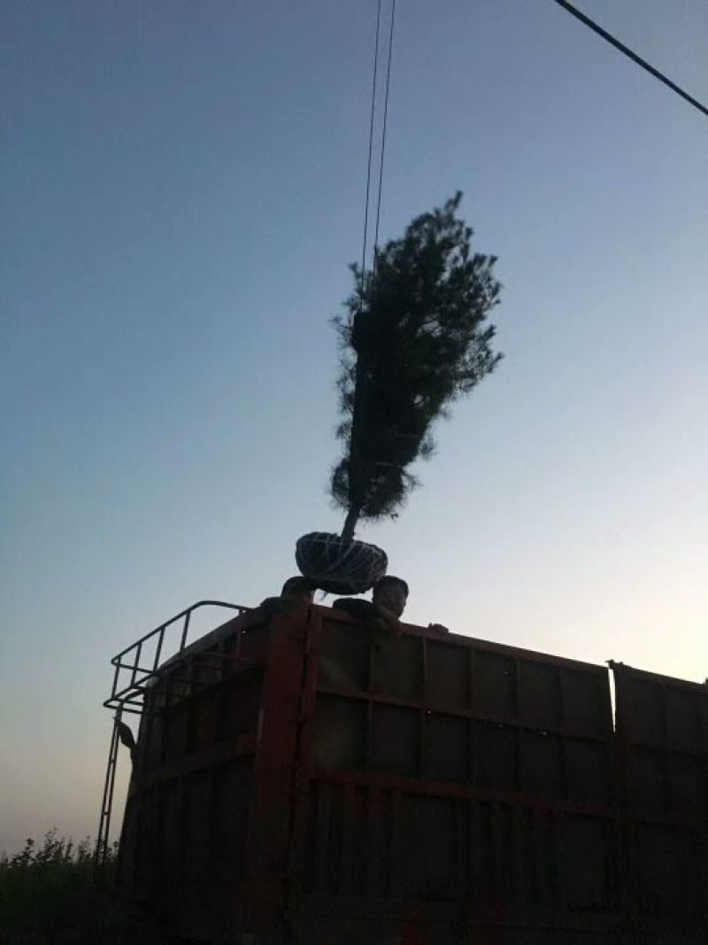 基地大量供应各种规格的白皮松，营养杯小苗