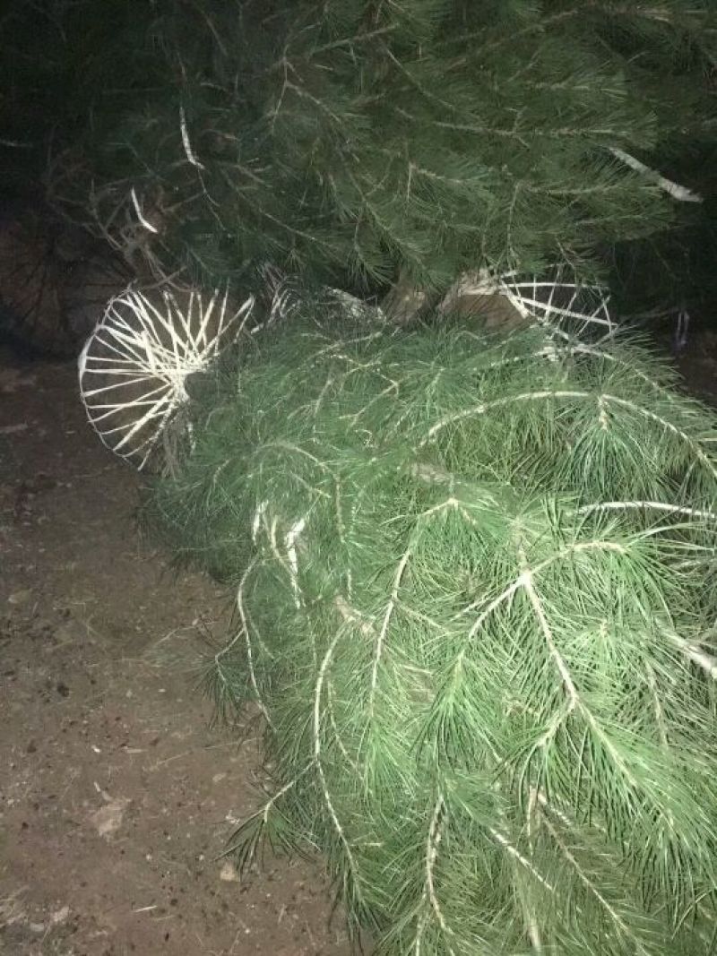 基地大量供应各种规格的白皮松，营养杯小苗