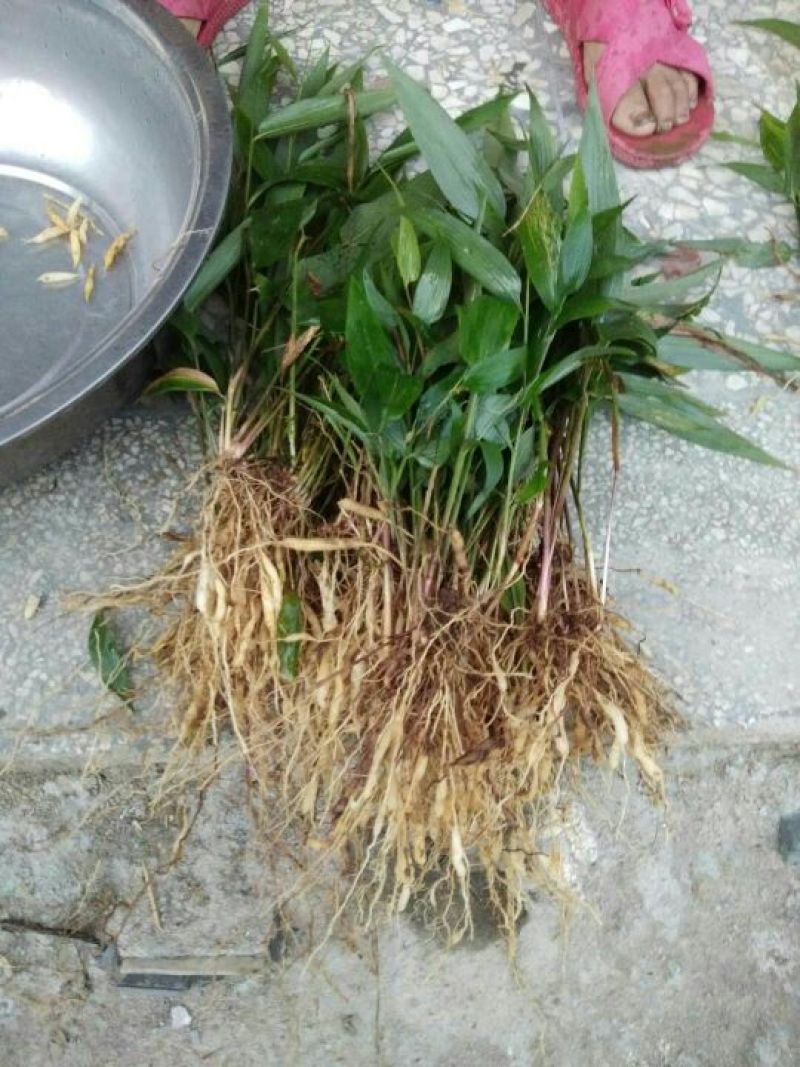 中药材淡竹