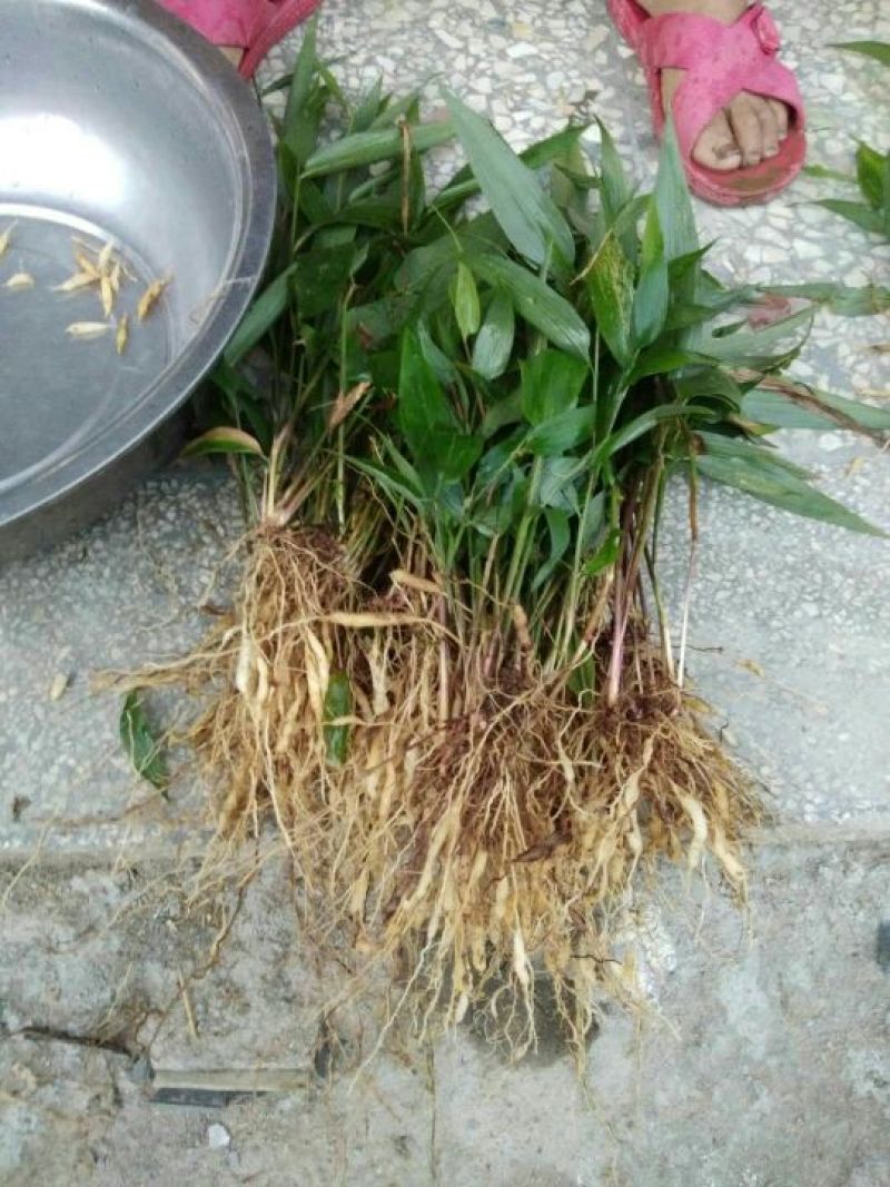 中药材淡竹