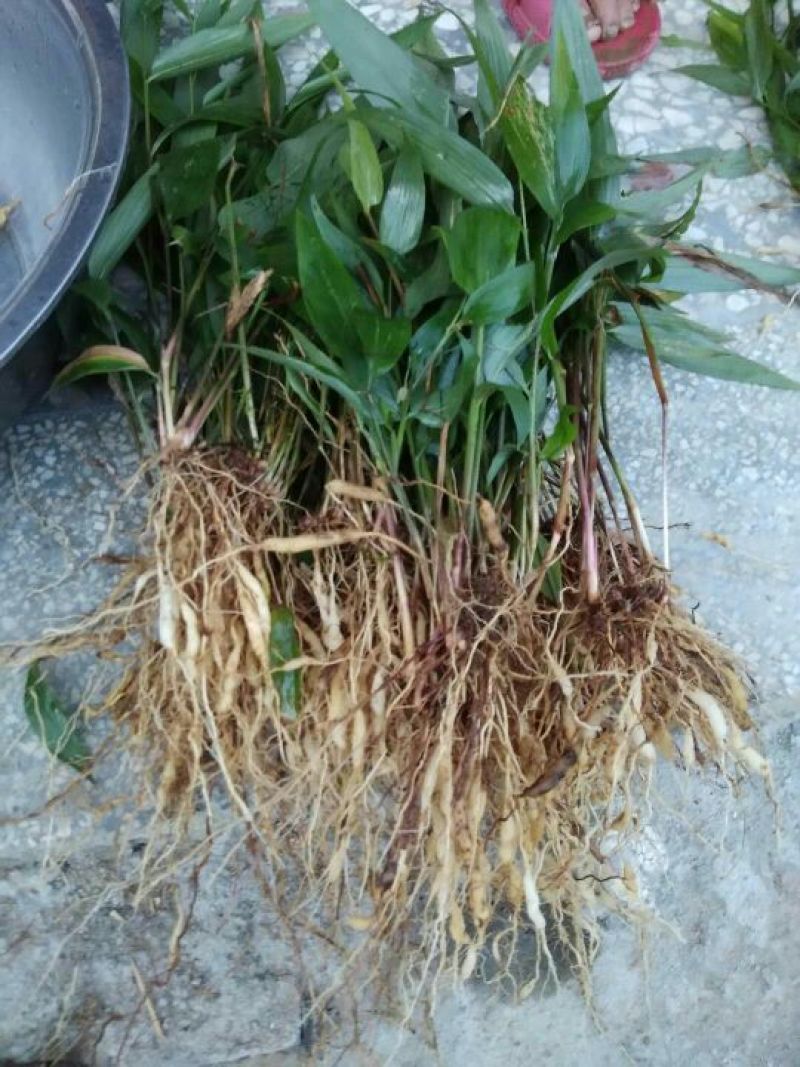 中药材淡竹