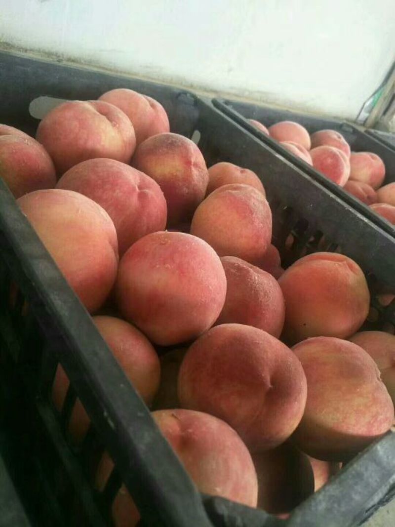 【精品】山东毛桃产地直销量大价优诚信经营欢迎考察