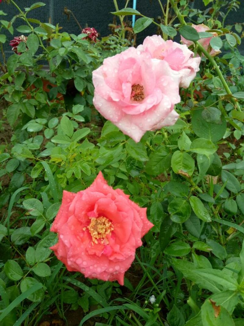 月季花，品种多，颜色艳丽