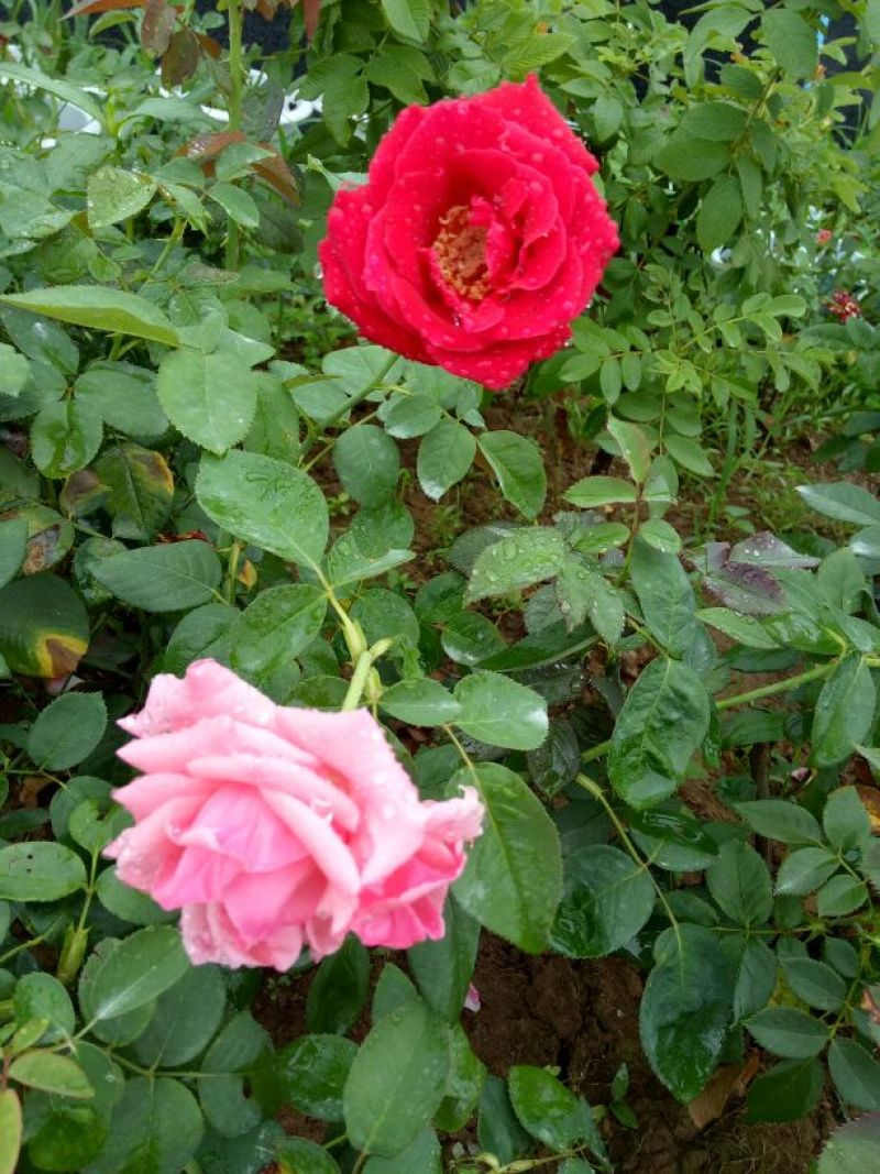 月季花，品种多，颜色艳丽