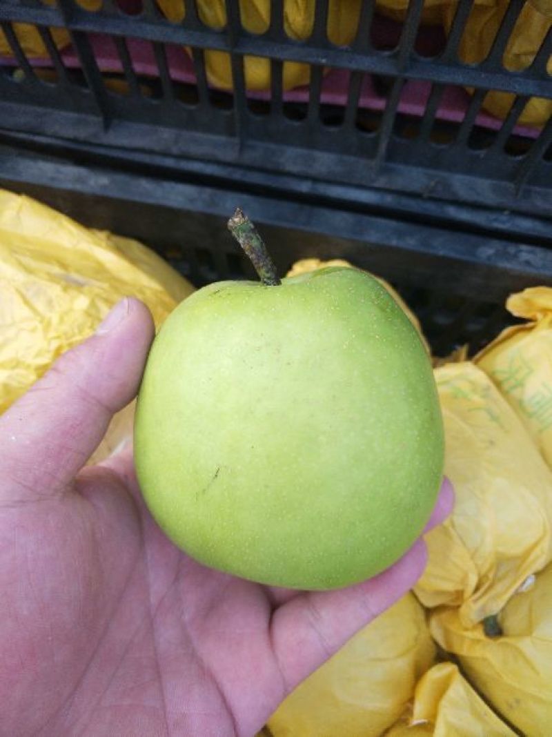 青皇冠