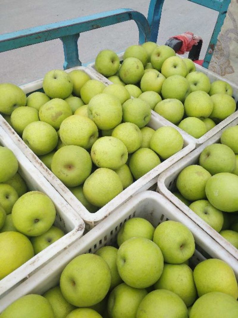 青皇冠
