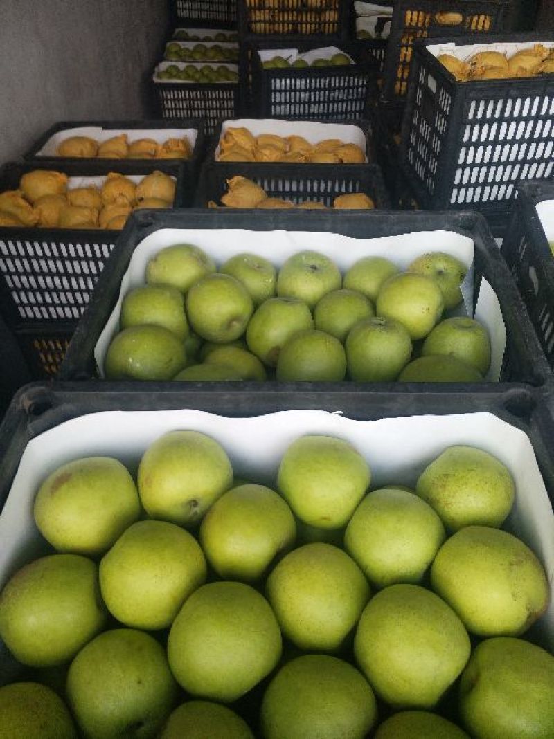 青皇冠