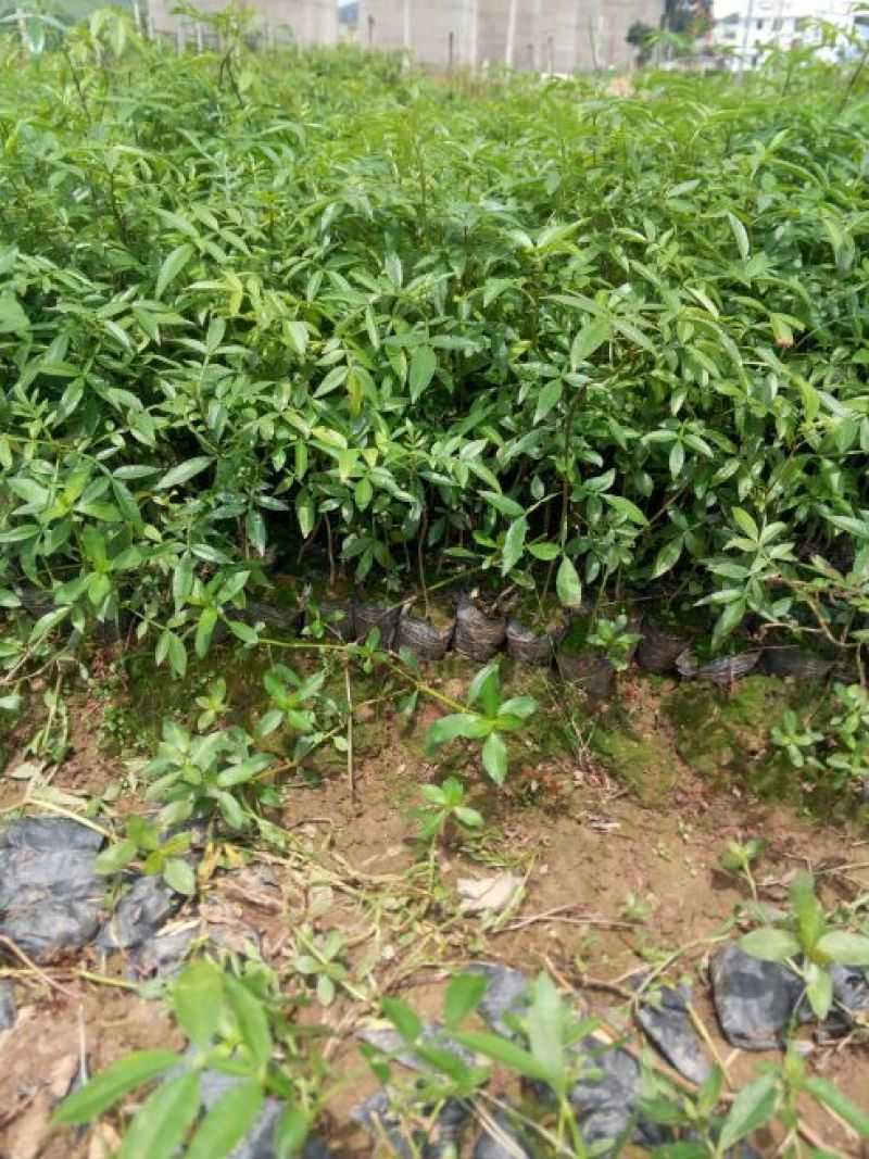 九叶青花椒苗，杯苗，品质