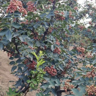 干花椒