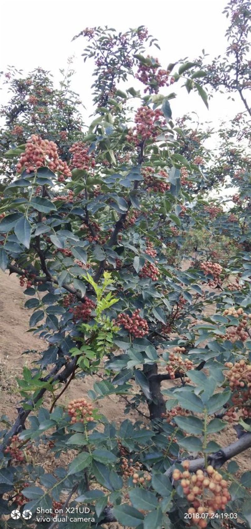 干花椒