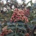 干花椒