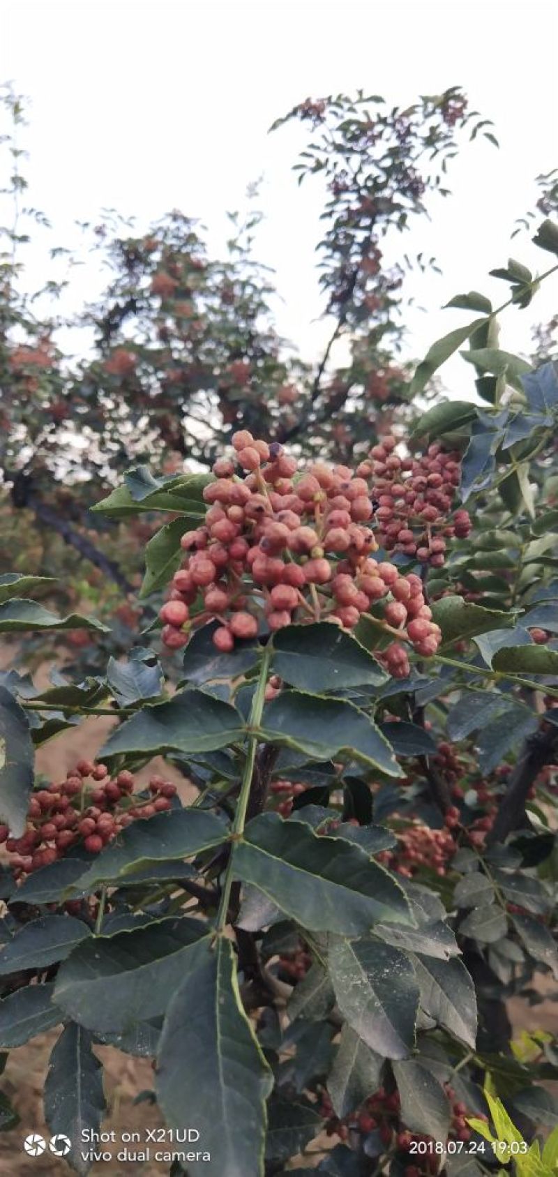 干花椒