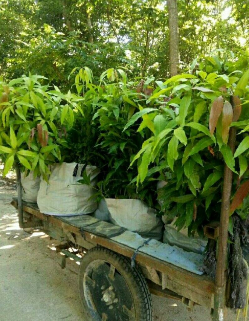 芒果苗直生杯苗量大价优